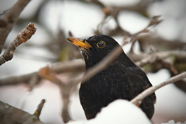 Een merel zit in een besneeuwde boom
