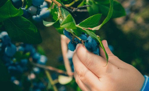 Kinderhand plukt blauwe bessen van een struik.