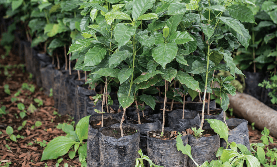 Biodiversiteitsherstel, koffieplanten in El Salvador