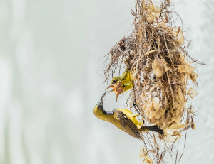 vogels in een nest worden gevoerd