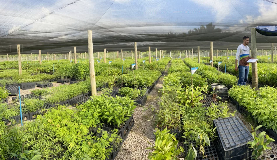 Onderzocht bebossingsproject in de Amazone