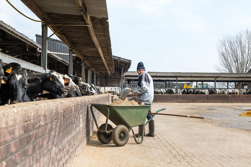 Een boer die aan het werk is op een boerderij met koeien