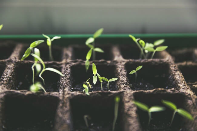 kleine plantjes groeien in een mmoestuin