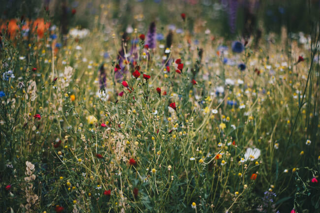 Veld met gekleurde wilde bloemen