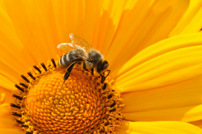 Bij op een zonnebloem.