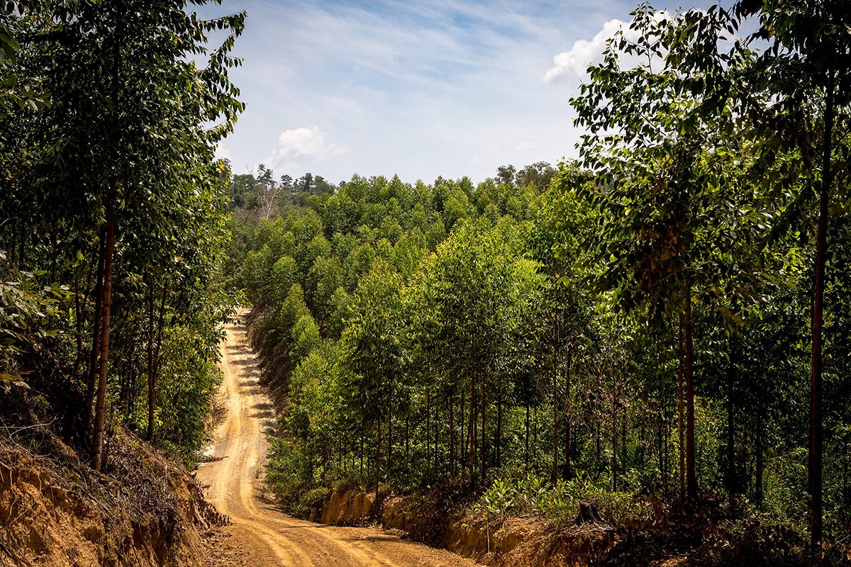 ‘Bosbouw-plus’ versterkt de biodiversiteit
