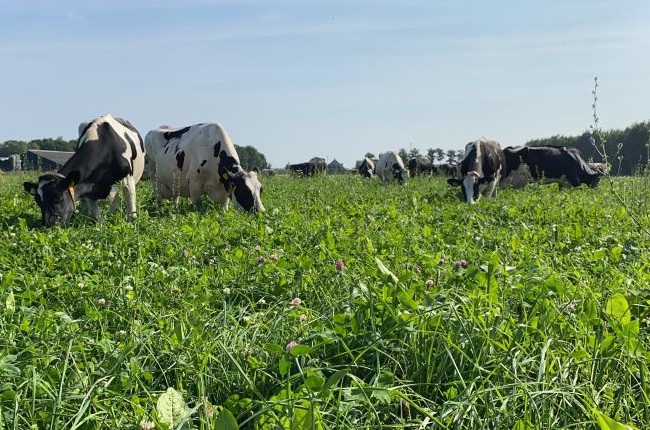 Biodiversiteitsherstel: boeren enthousiast over kruidenrijk graszaad voor weilanden