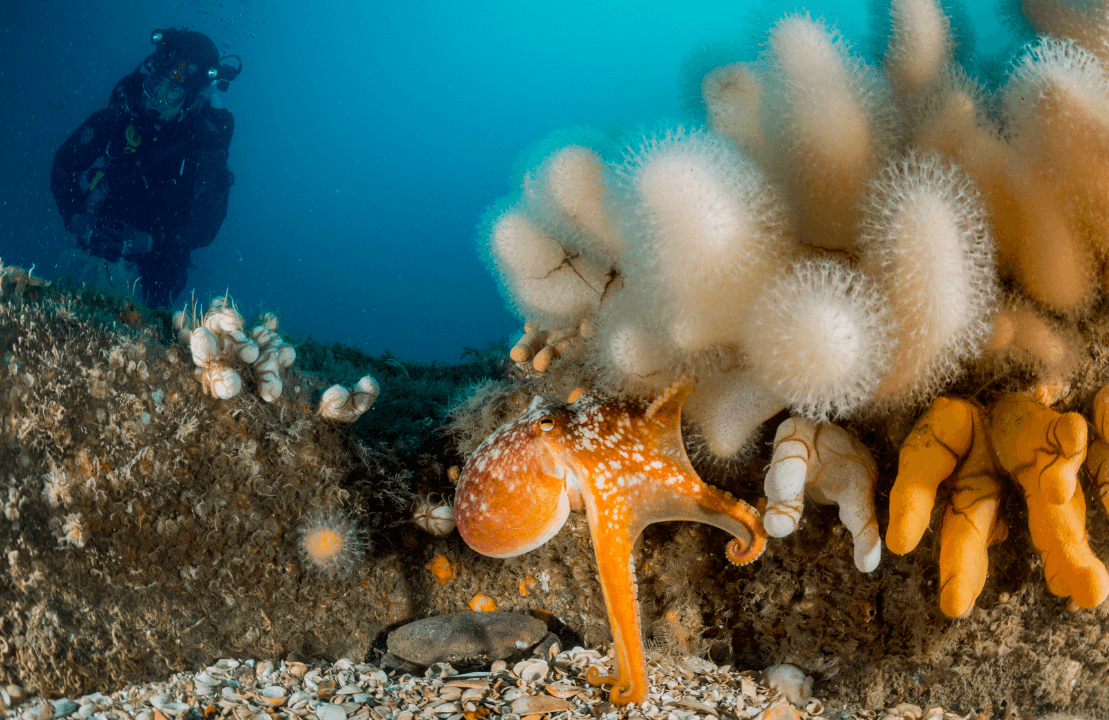 Octopus in de Noordzee