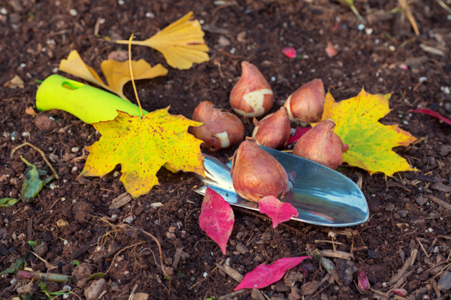 Help de natuur een handje met deze najaarsklusjes in de tuin