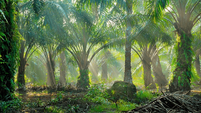 De palmolie paradox: we kunnen niet met en niet zonder