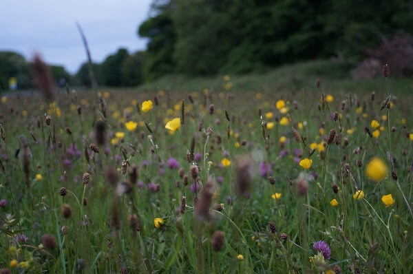 Beleid Biodiversiteit: ons biodiversiteitsbeleid in een notendop