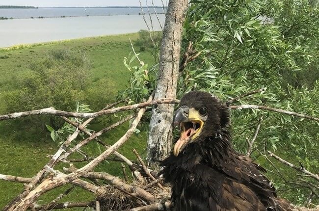 Windmolens met voorrang voor vogels